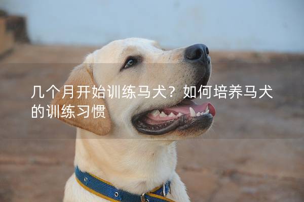 几个月开始训练马犬？如何培养马犬的训练习惯