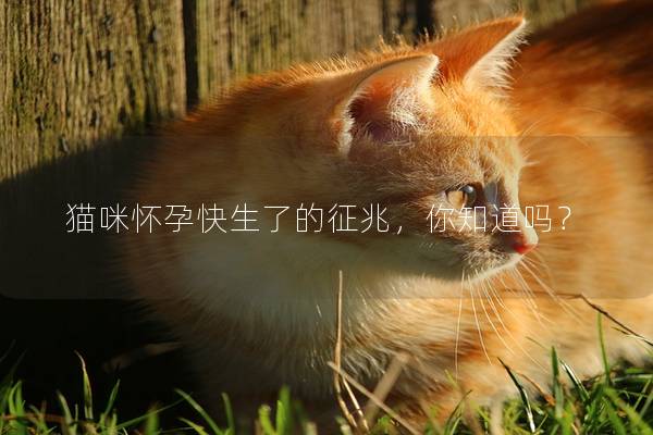 猫咪怀孕快生了的征兆，你知道吗？