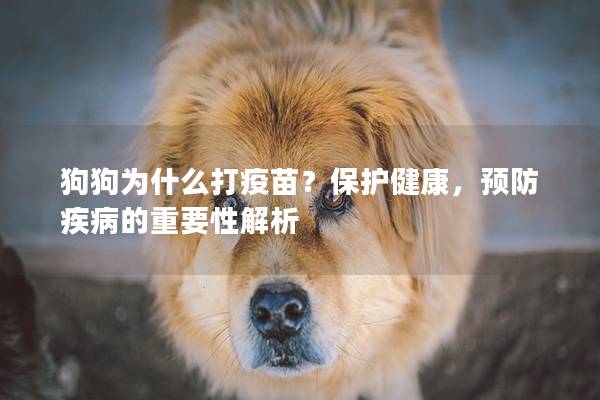 狗狗为什么打疫苗？保护健康，预防疾病的重要性解析