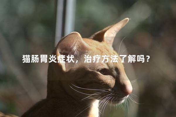 猫肠胃炎症状，治疗方法了解吗？