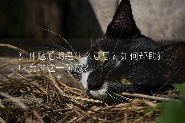 猫咪尴尬期是什么意思？如何帮助猫咪度过这一阶段？