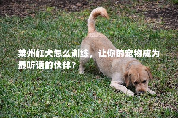 莱州红犬怎么训练，让你的宠物成为最听话的伙伴？