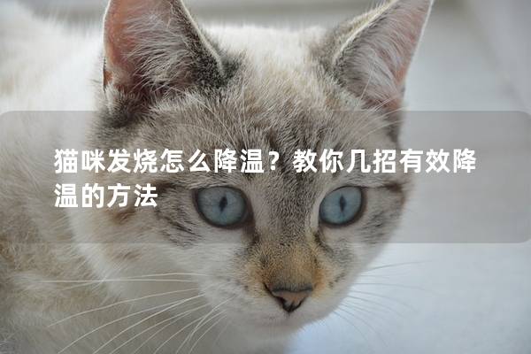 猫咪发烧怎么降温？教你几招有效降温的方法