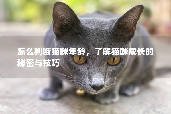 怎么判断猫咪年龄，了解猫咪成长的秘密与技巧