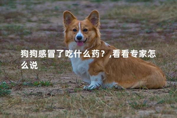 狗狗感冒了吃什么药？,看看专家怎么说