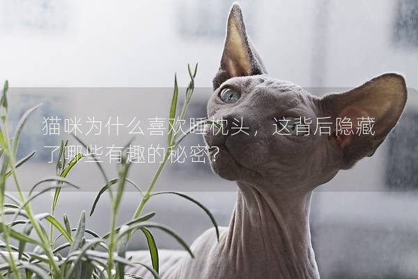 猫咪为什么喜欢睡枕头，这背后隐藏了哪些有趣的秘密？