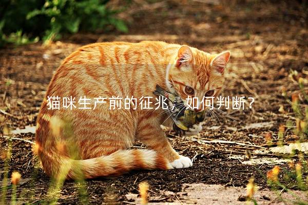 猫咪生产前的征兆，如何判断？