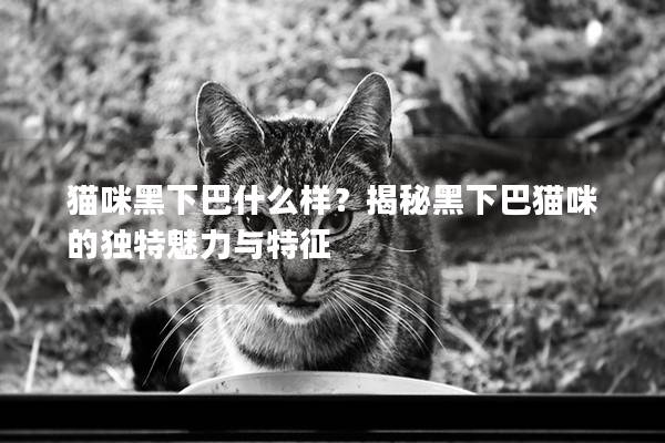 猫咪黑下巴什么样？揭秘黑下巴猫咪的独特魅力与特征