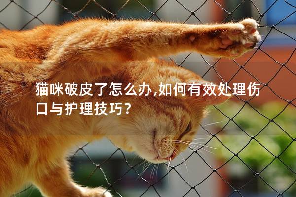 猫咪破皮了怎么办,如何有效处理伤口与护理技巧？