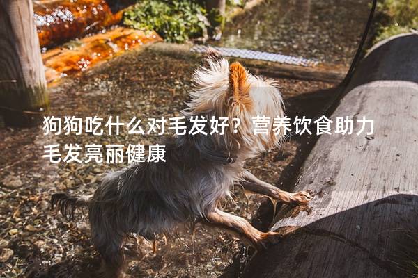 狗狗吃什么对毛发好？营养饮食助力毛发亮丽健康