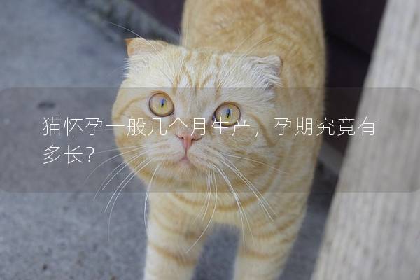 猫怀孕一般几个月生产，孕期究竟有多长？