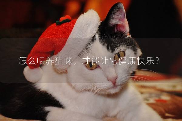 怎么喂养猫咪，才能让它健康快乐？