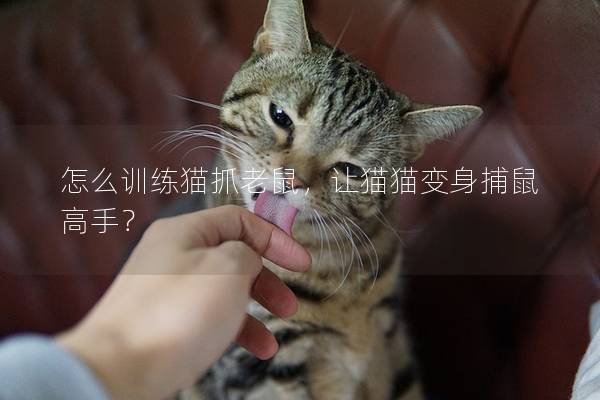 怎么训练猫抓老鼠，让猫猫变身捕鼠高手？