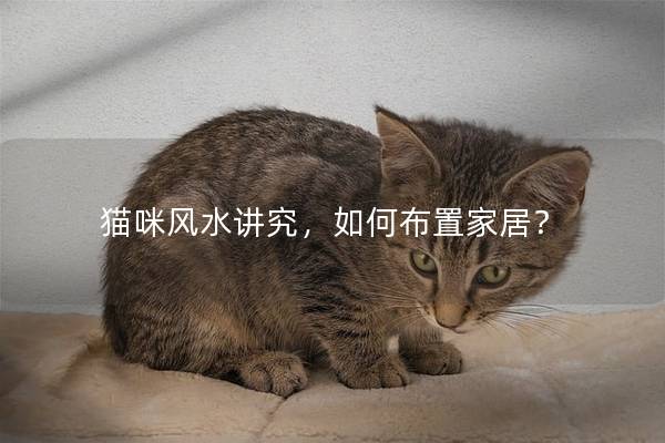 猫咪风水讲究，如何布置家居？