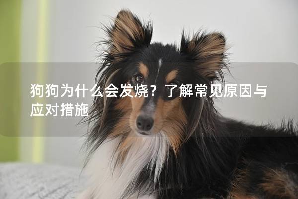 狗狗为什么会发烧？了解常见原因与应对措施