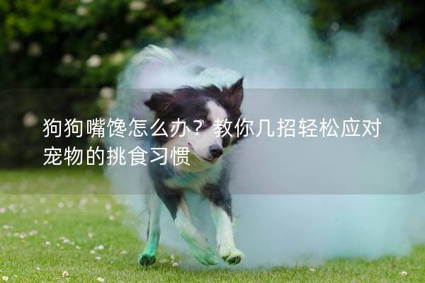 狗狗嘴馋怎么办？教你几招轻松应对宠物的挑食习惯