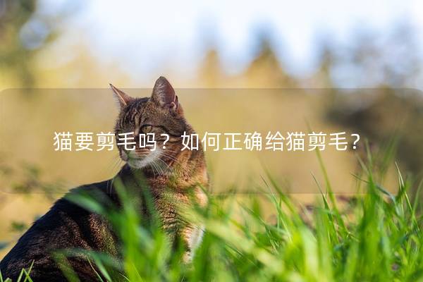 猫要剪毛吗？如何正确给猫剪毛？