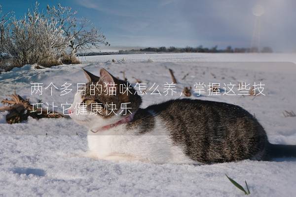 两个多月的猫咪怎么养，掌握这些技巧让它健康快乐