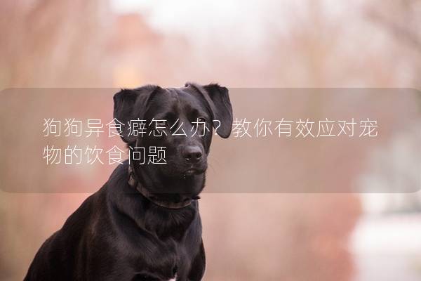 狗狗异食癖怎么办？教你有效应对宠物的饮食问题