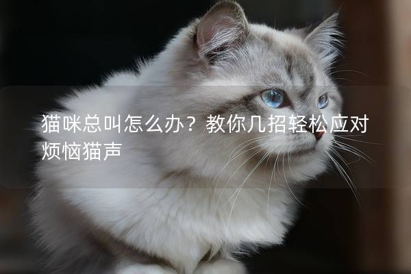 猫咪总叫怎么办？教你几招轻松应对烦恼猫声