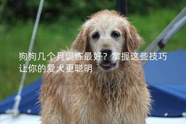 狗狗几个月训练最好？掌握这些技巧让你的爱犬更聪明