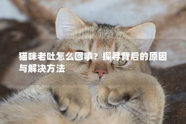 猫咪老吐怎么回事？探寻背后的原因与解决方法