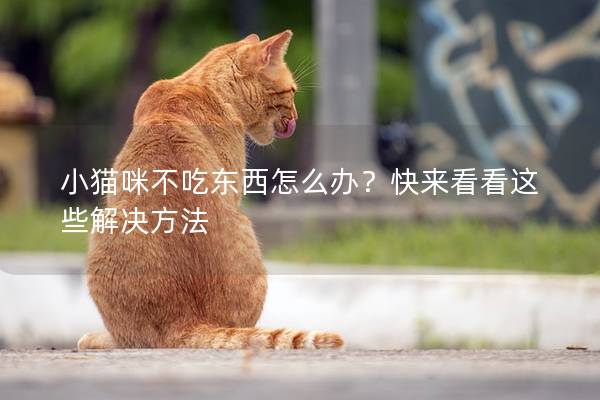 小猫咪不吃东西怎么办？快来看看这些解决方法