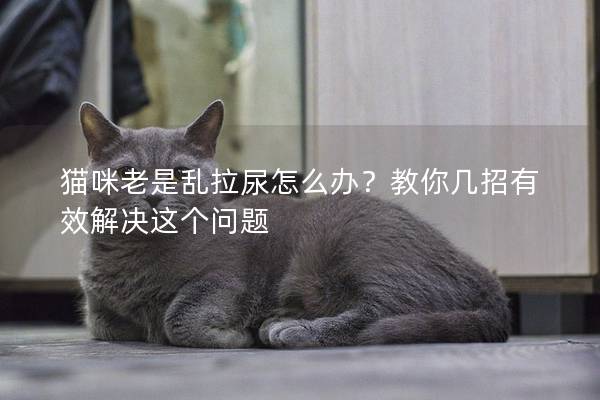 猫咪老是乱拉尿怎么办？教你几招有效解决这个问题