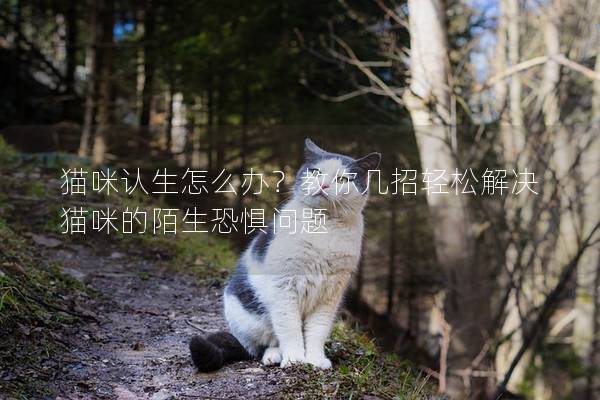 猫咪认生怎么办？教你几招轻松解决猫咪的陌生恐惧问题