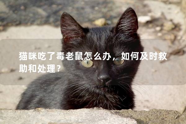 猫咪吃了毒老鼠怎么办，如何及时救助和处理？