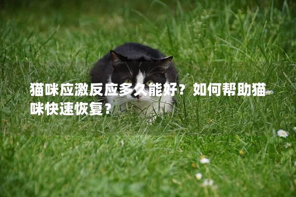 猫咪应激反应多久能好？如何帮助猫咪快速恢复？