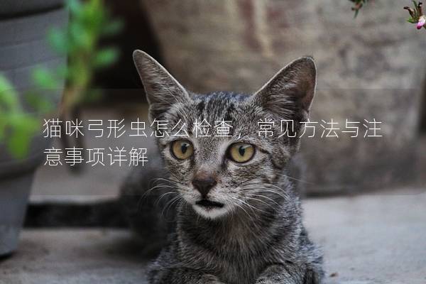 猫咪弓形虫怎么检查，常见方法与注意事项详解