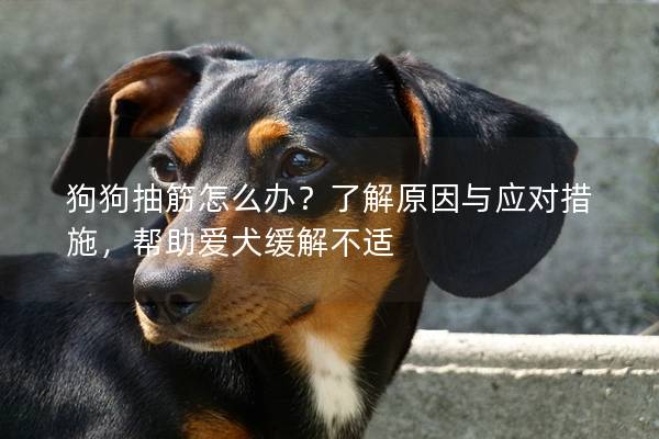 狗狗抽筋怎么办？了解原因与应对措施，帮助爱犬缓解不适