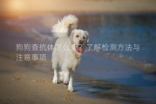 狗狗查抗体怎么查？了解检测方法与注意事项