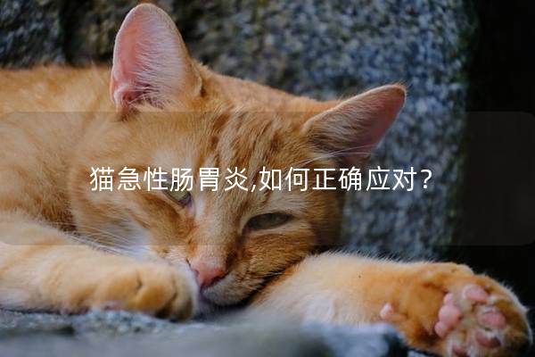 猫急性肠胃炎,如何正确应对？