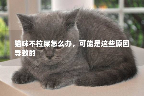 猫咪不拉屎怎么办，可能是这些原因导致的