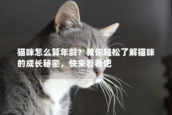 猫咪怎么算年龄？教你轻松了解猫咪的成长秘密，快来看看吧