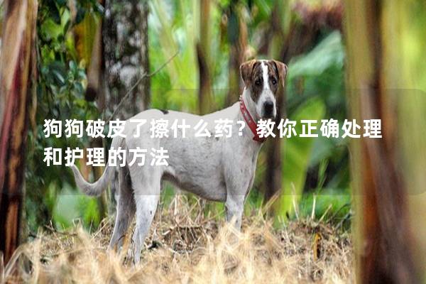 狗狗破皮了擦什么药？教你正确处理和护理的方法