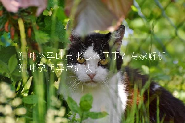 猫咪怀孕吐黄水怎么回事？专家解析猫咪孕期异常症状