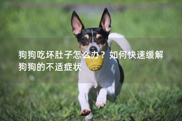 狗狗吃坏肚子怎么办？如何快速缓解狗狗的不适症状