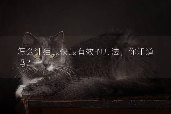 怎么训猫最快最有效的方法，你知道吗？