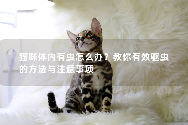 猫咪体内有虫怎么办？教你有效驱虫的方法与注意事项