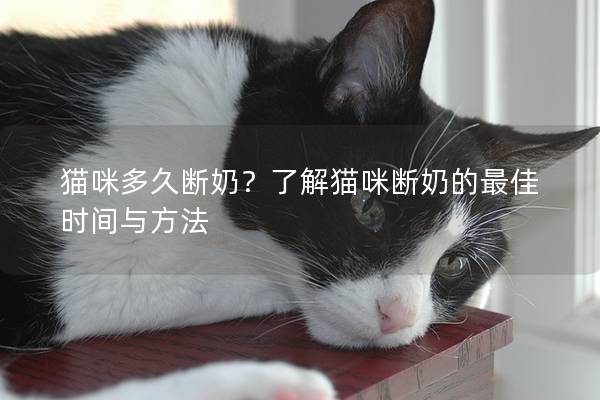 猫咪多久断奶？了解猫咪断奶的最佳时间与方法