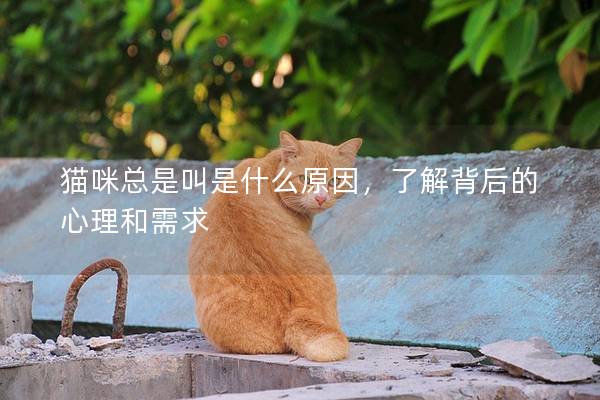 猫咪总是叫是什么原因，了解背后的心理和需求