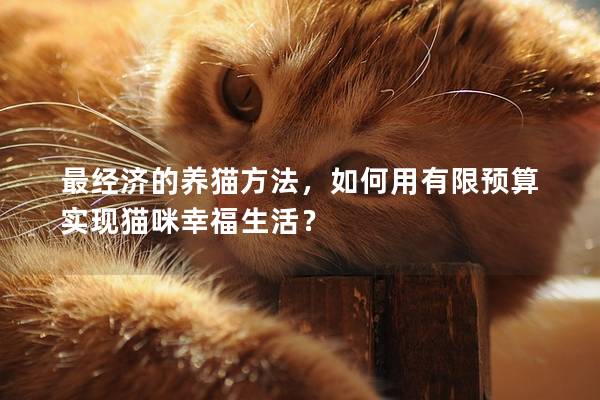 最经济的养猫方法，如何用有限预算实现猫咪幸福生活？