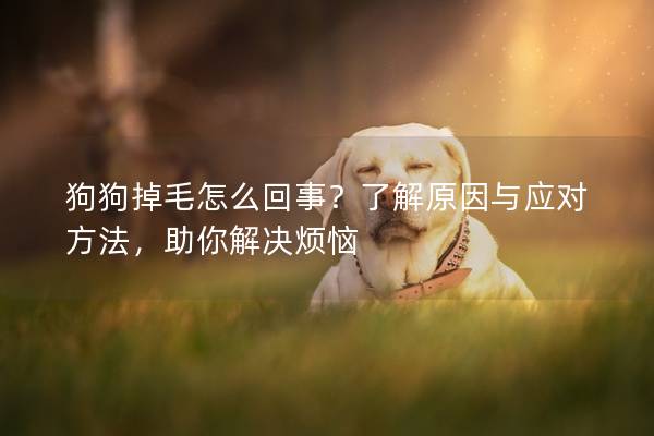 狗狗掉毛怎么回事？了解原因与应对方法，助你解决烦恼