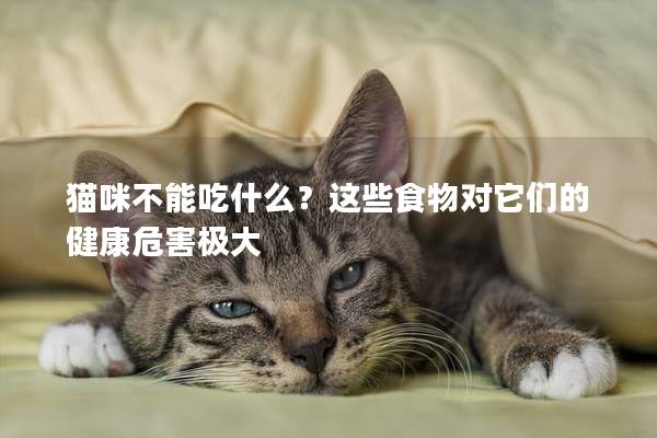 猫咪不能吃什么？这些食物对它们的健康危害极大