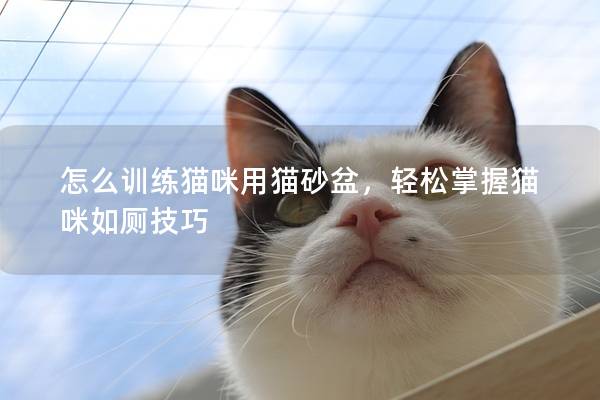 怎么训练猫咪用猫砂盆，轻松掌握猫咪如厕技巧