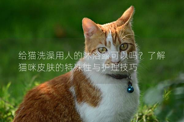 给猫洗澡用人的沐浴露可以吗？了解猫咪皮肤的特殊性与护理技巧