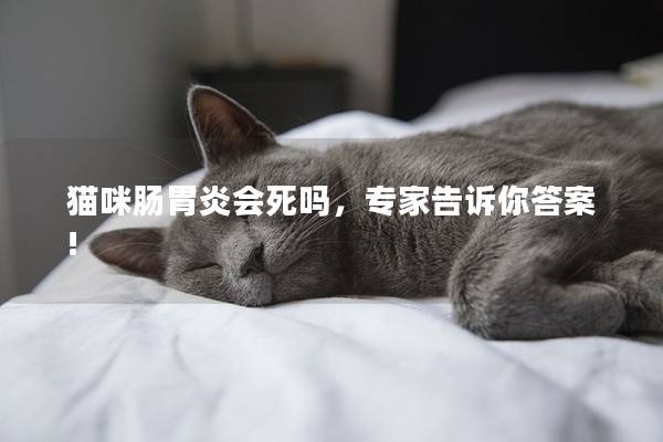 猫咪肠胃炎会死吗，专家告诉你答案!